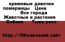 кремовые девочки померанцы › Цена ­ 30 000 - Все города Животные и растения » Собаки   . Тыва респ.